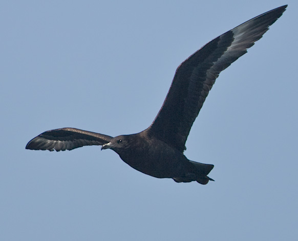 Pomarine Jaeger